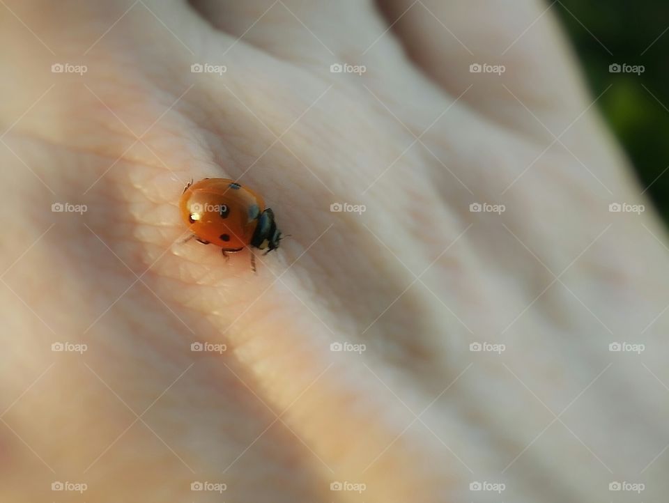 closeup of Ladybug on Hand Crawling