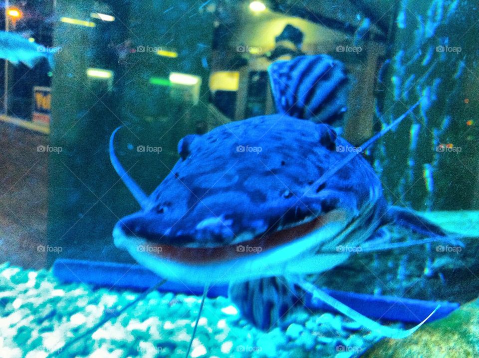 Smiling fish
