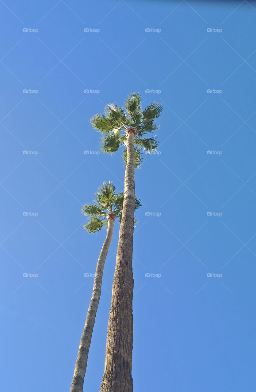 tall palm trees