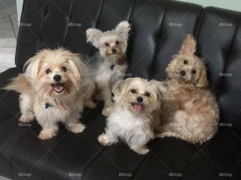 A family of dogs on a couch