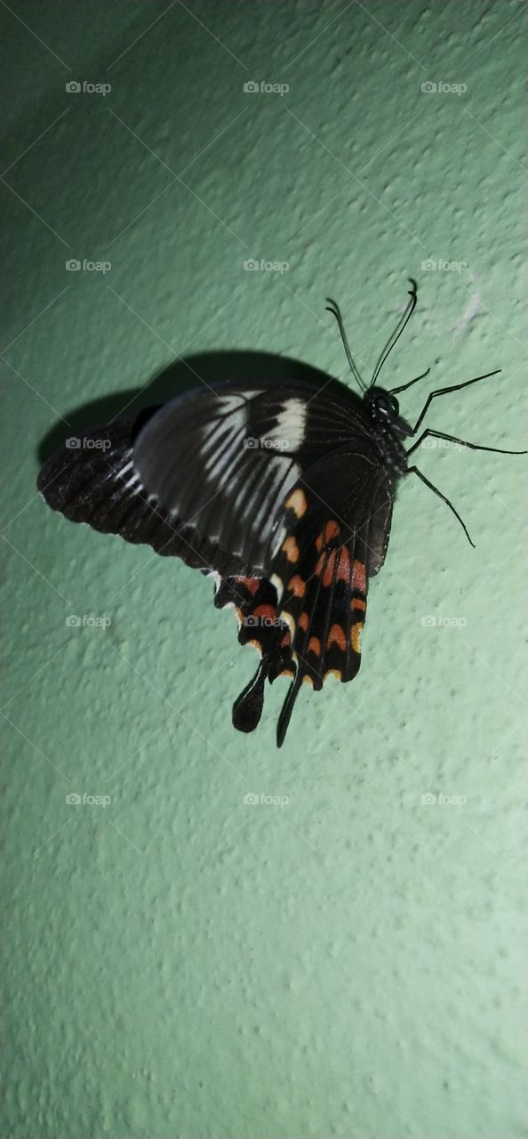 butterfly on the wall