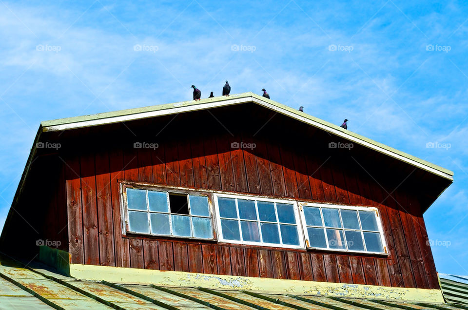 sky birds window building by razornuku