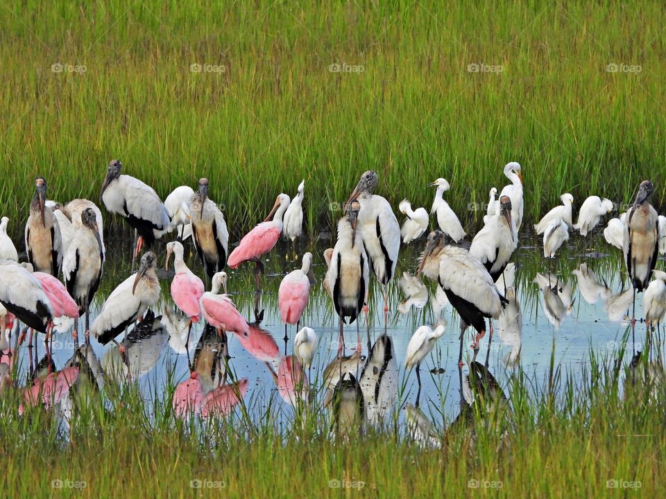 This is the feeding grounds for several species of large wading birds such as the roseate spoonbills, wood storks, great blue herons and a variety of other herons, and a wide variety of egrets.