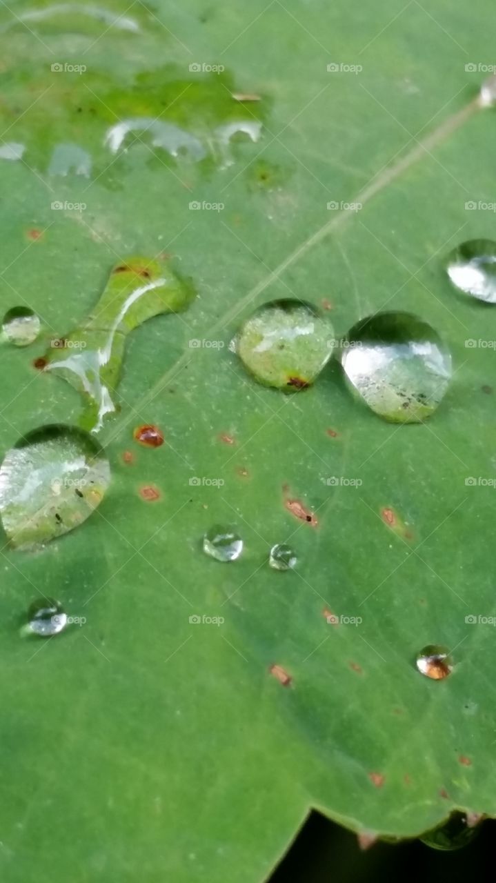 Reflective dew drops