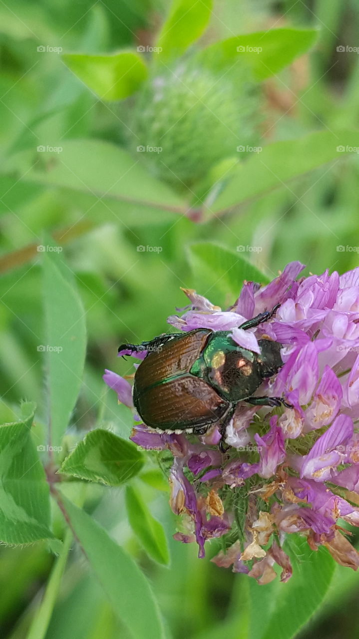 beetle bug on flower