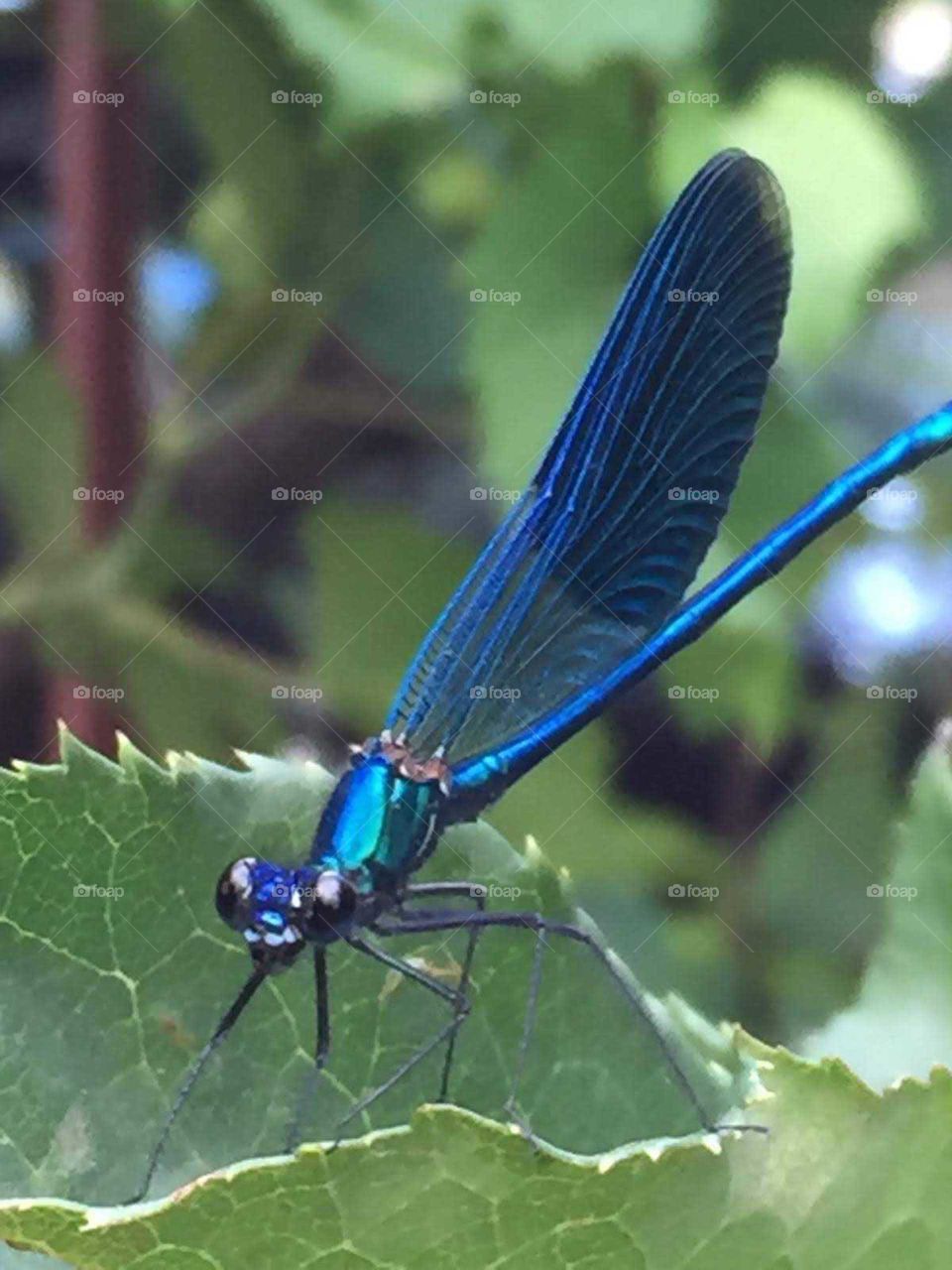 blue insect