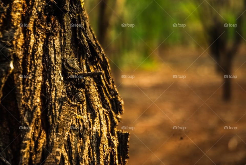 Close-up tree trunk