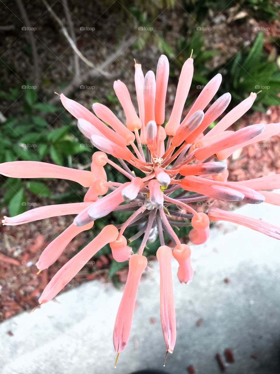 Beautiful pink petals blossoming on the stalk of a succulent.