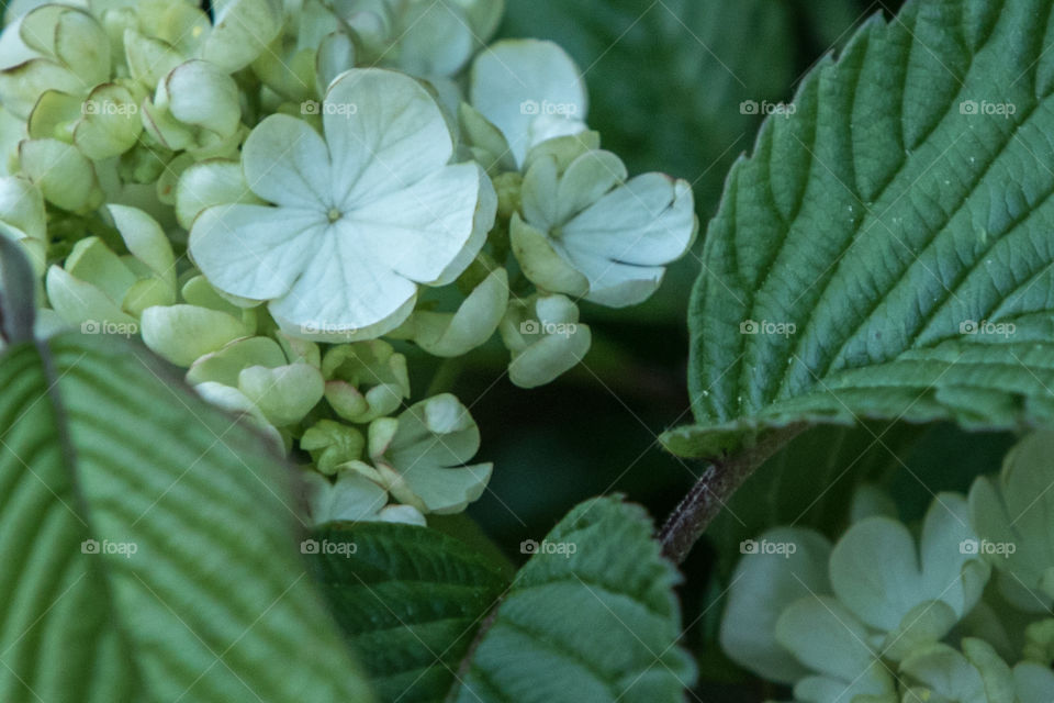 Viburnum 