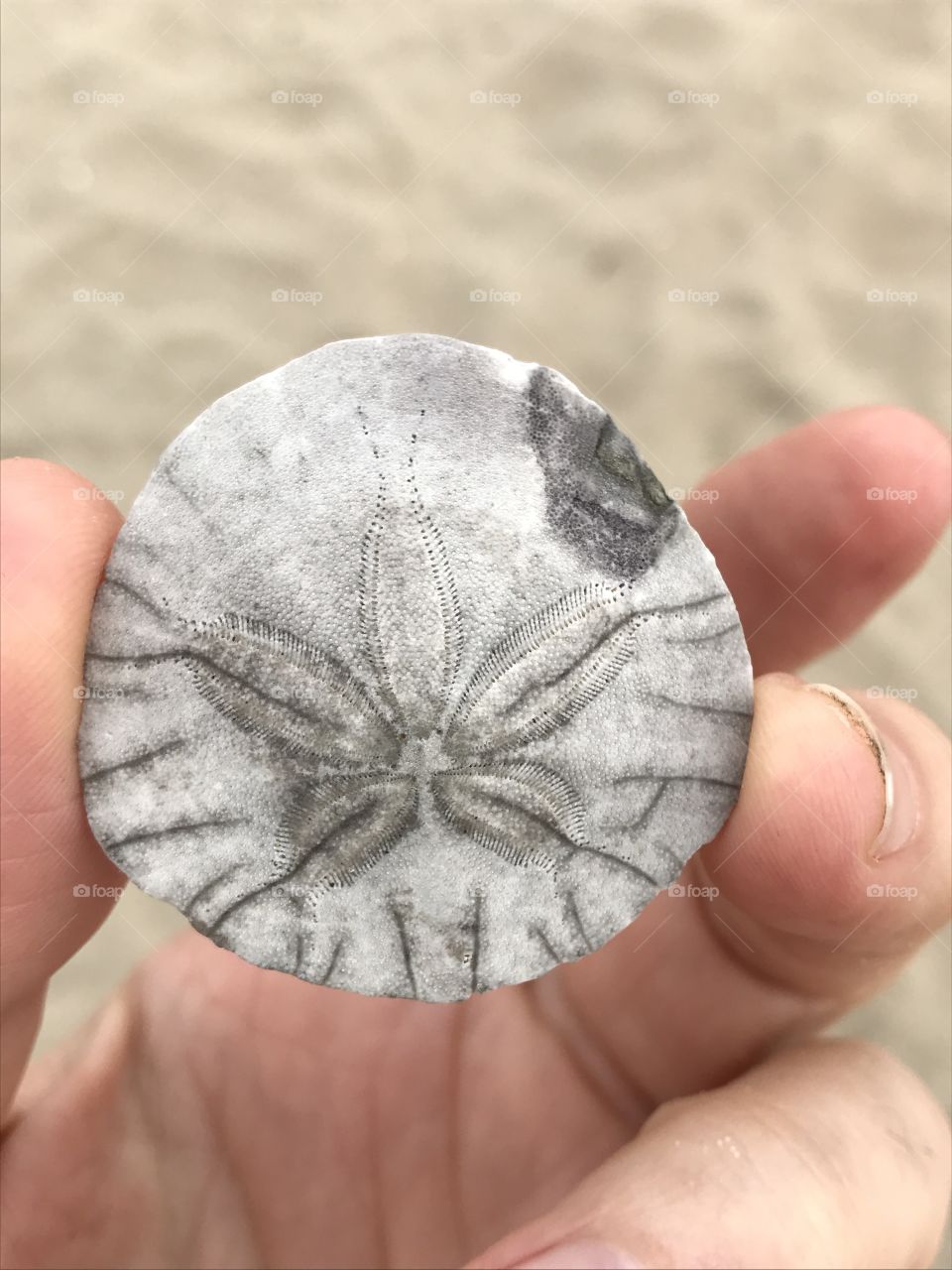 Beach shell on Manhattan beach Los Angeles 