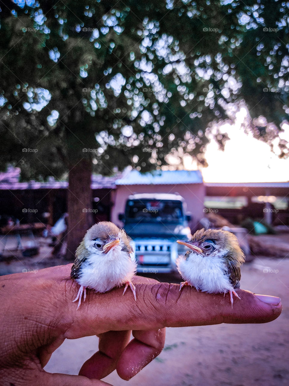 little bird picture click by redmi note 9 pro