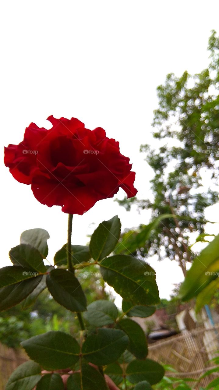 RED ROSE on the sky