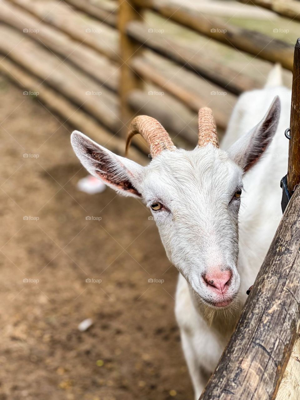 farm mascot