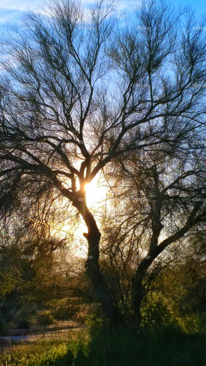 Evening sun rays caught in the branches of desert trees.