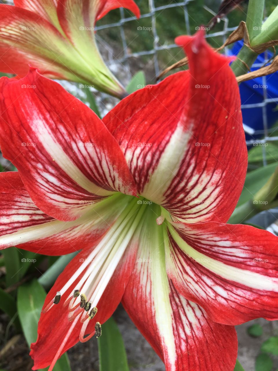 Bulb blooms with red flower