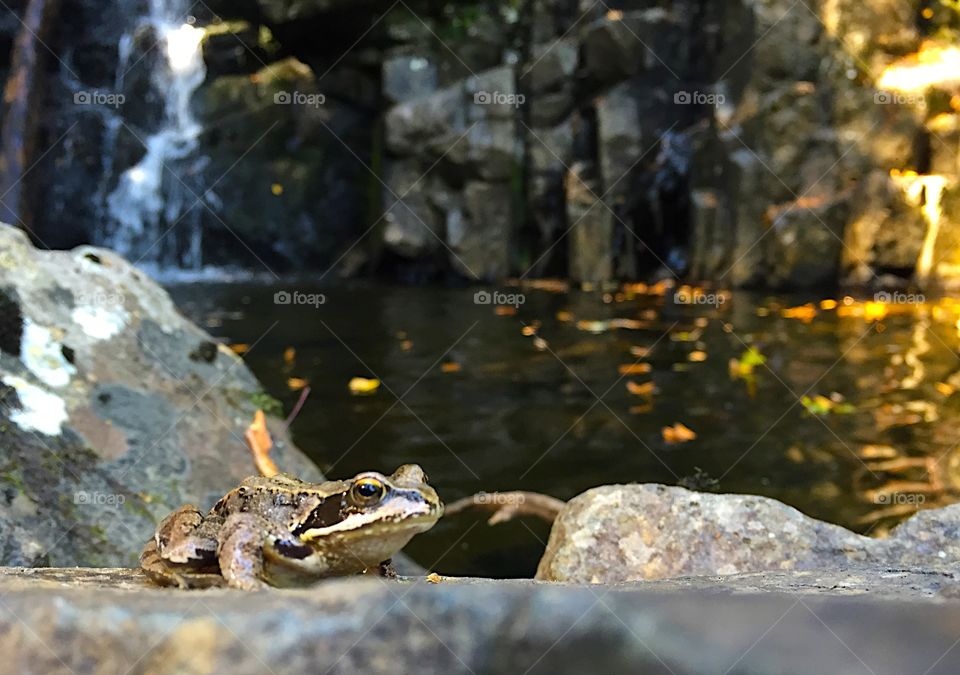 Frog. By a little waterfall in the woods lives this Prince 🐸