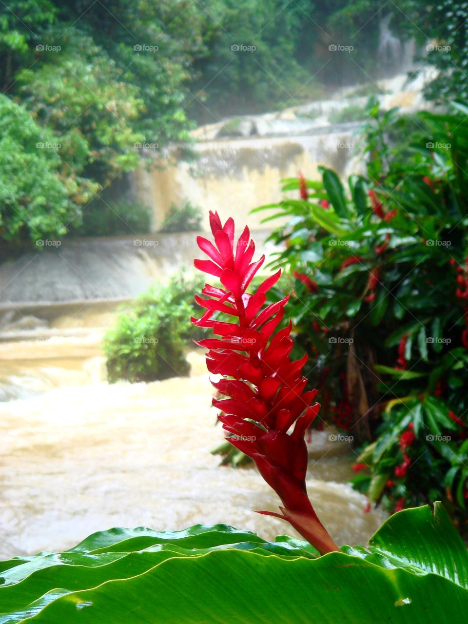 waterfall flower