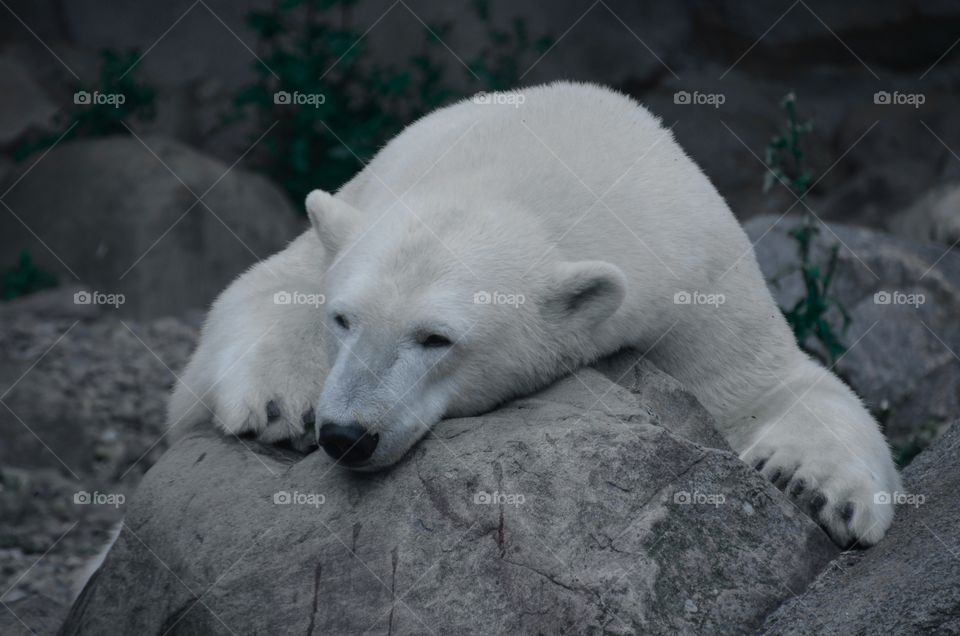Sad polar bear fighting the climate changes 