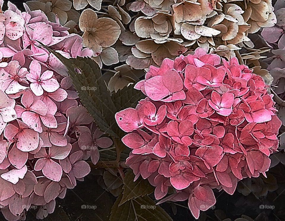 hydrangea buds leaves nature by 5hels