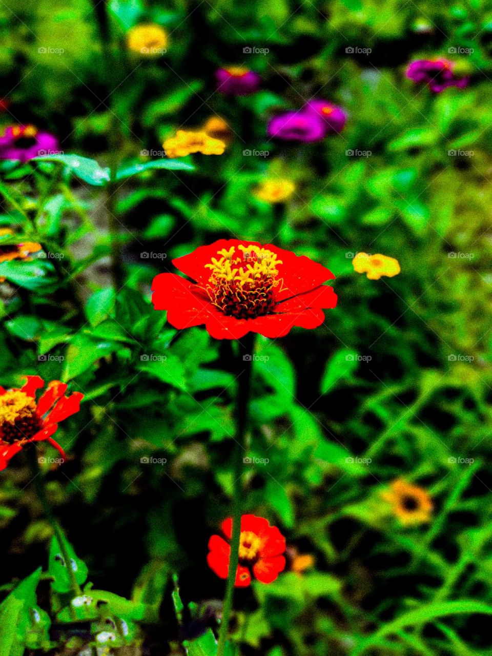 This zinnia flower looks very beautiful. There is a yellow circle in the middle of the flower. And the red leaves look very beautiful.