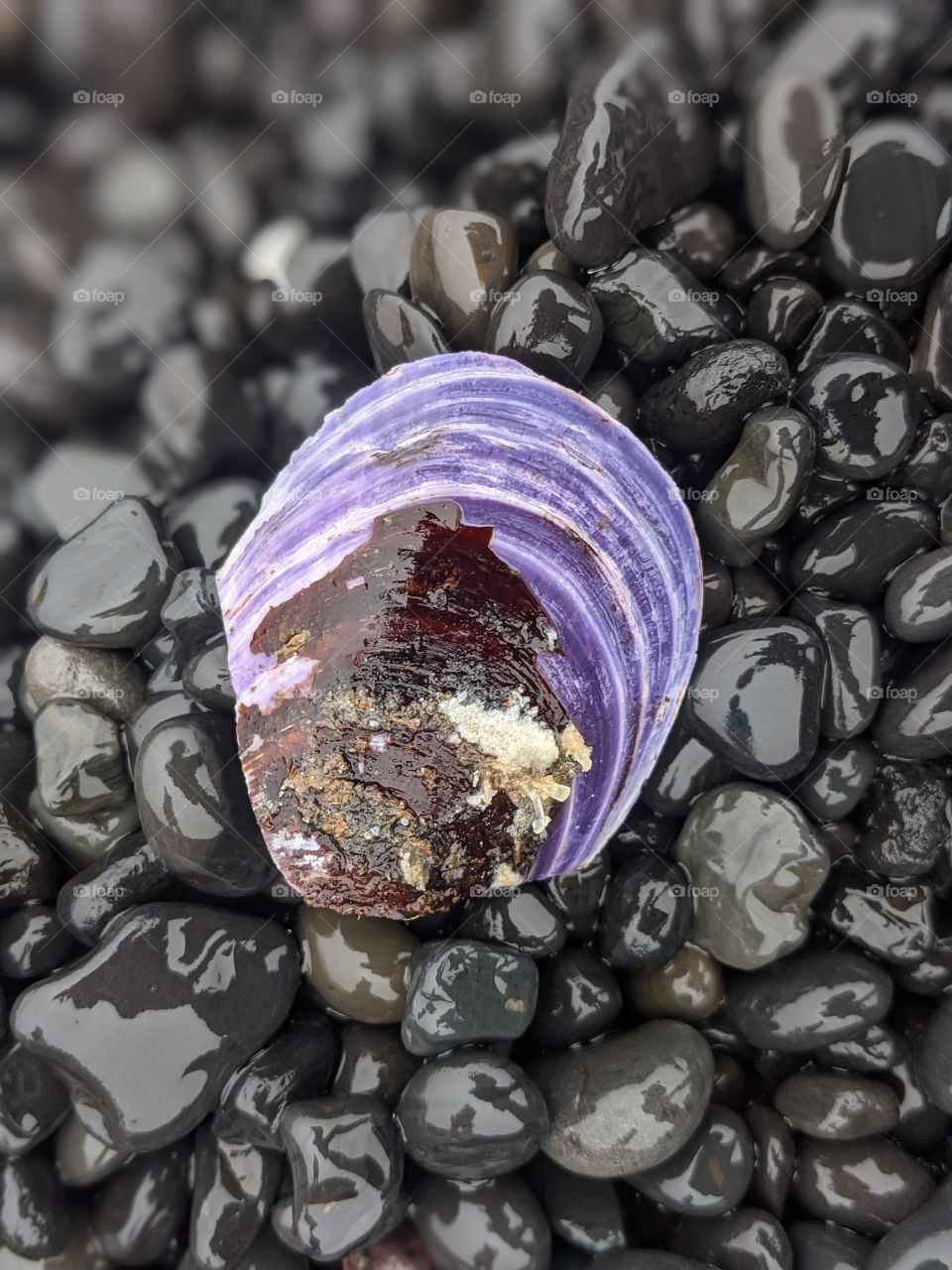 Purple seashell