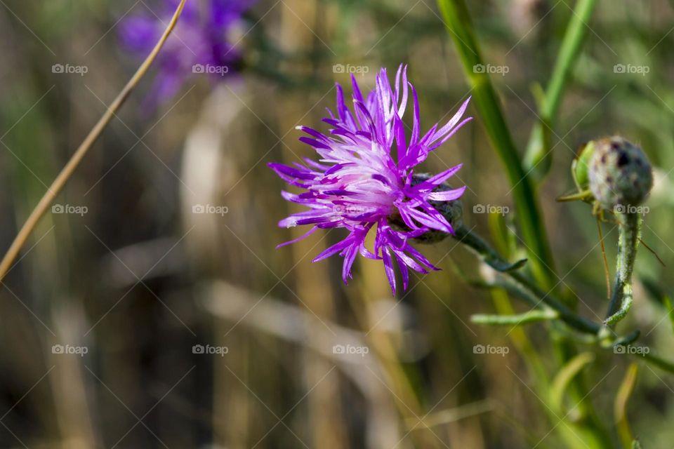 Centaurea stoebe, the spotted knapweed or panicled knapweed