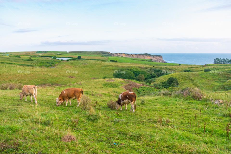Landscape with some cows grazing. Punta Ballota, Tagle, Cantabria, Spain.