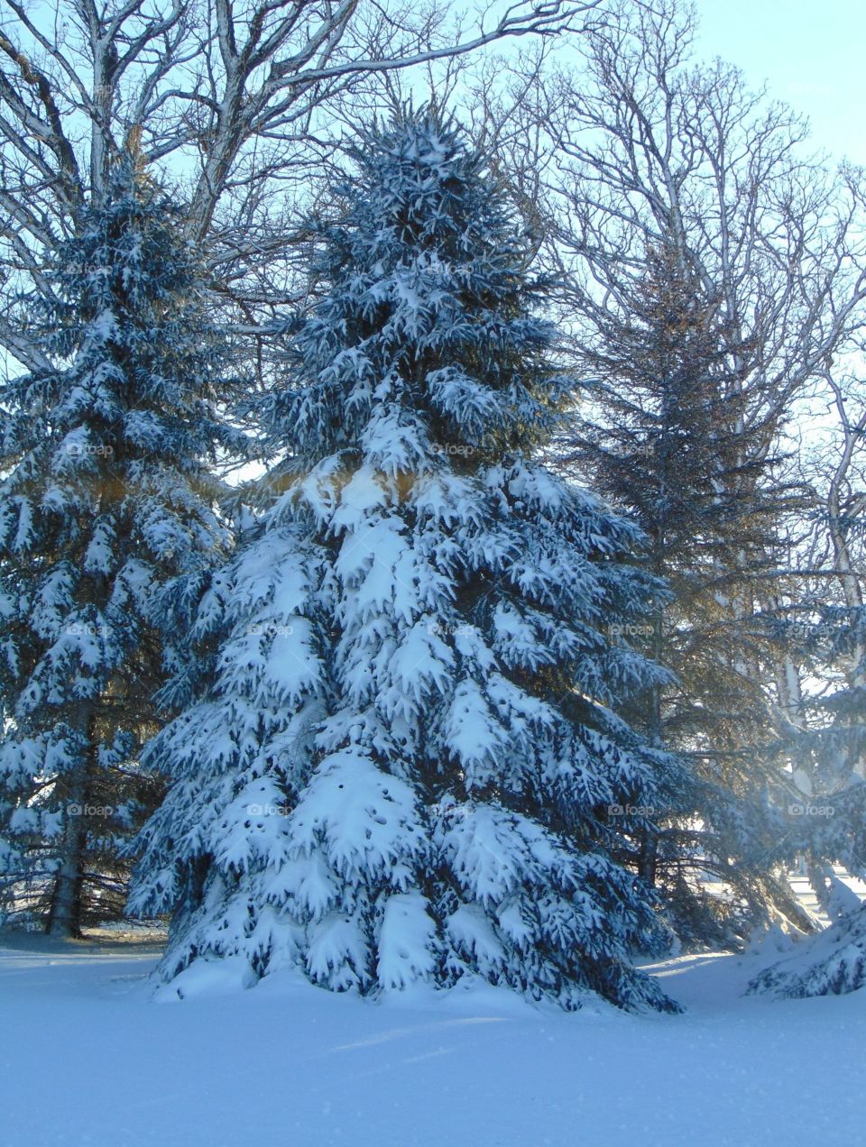 Snow covered for trees 