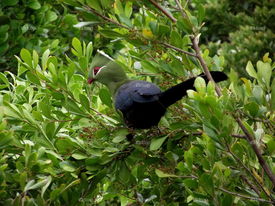 A photo I took of a beautiful Knysna Turaco at Nature's Valley, South Africa.
