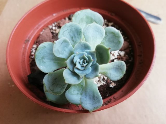 Succu love