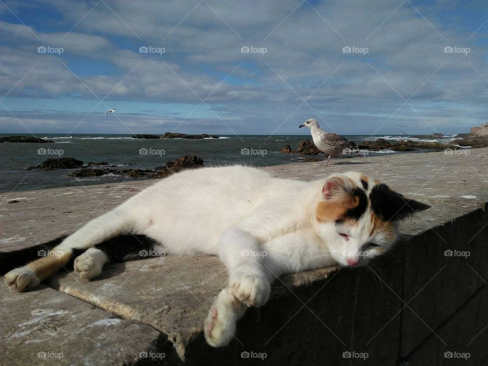 Beautiful cat looking at camera.