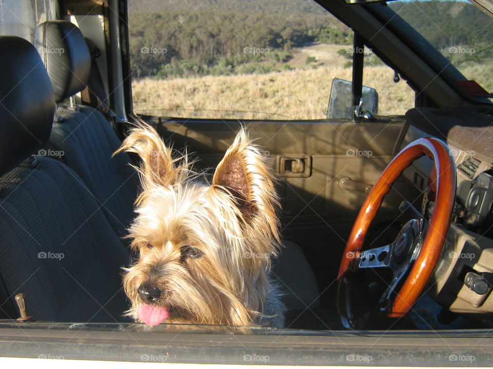 We could cover more terrain in this! A dog in a ute in country Queensland, Australia
