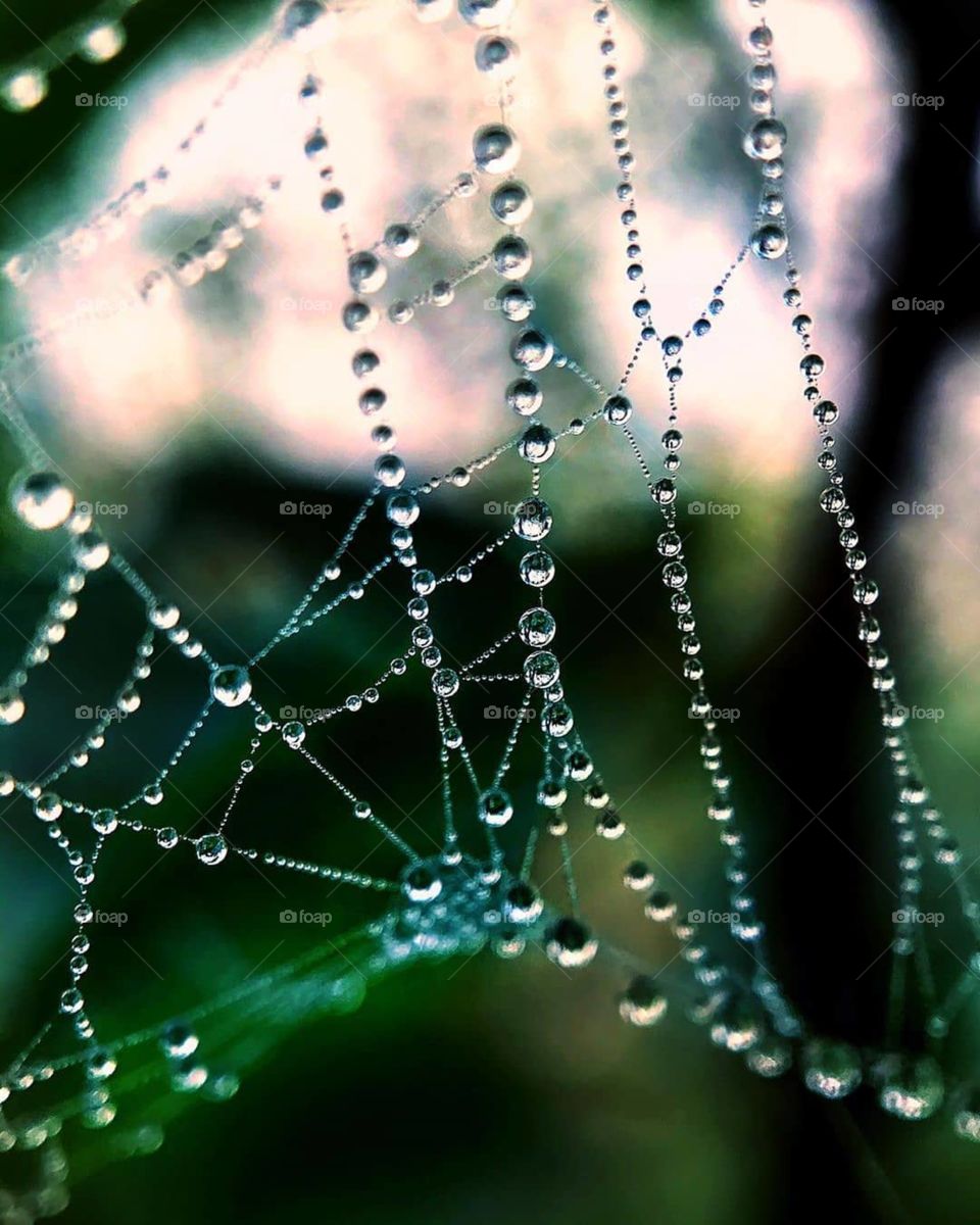 naturel spider web