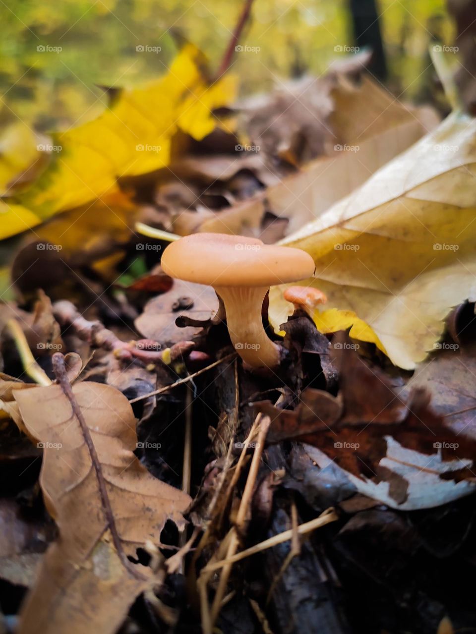 Orange cap mushroom Paralepista flaccida among colorful eye-catching yellow and brown fallen leaves in autumn forest