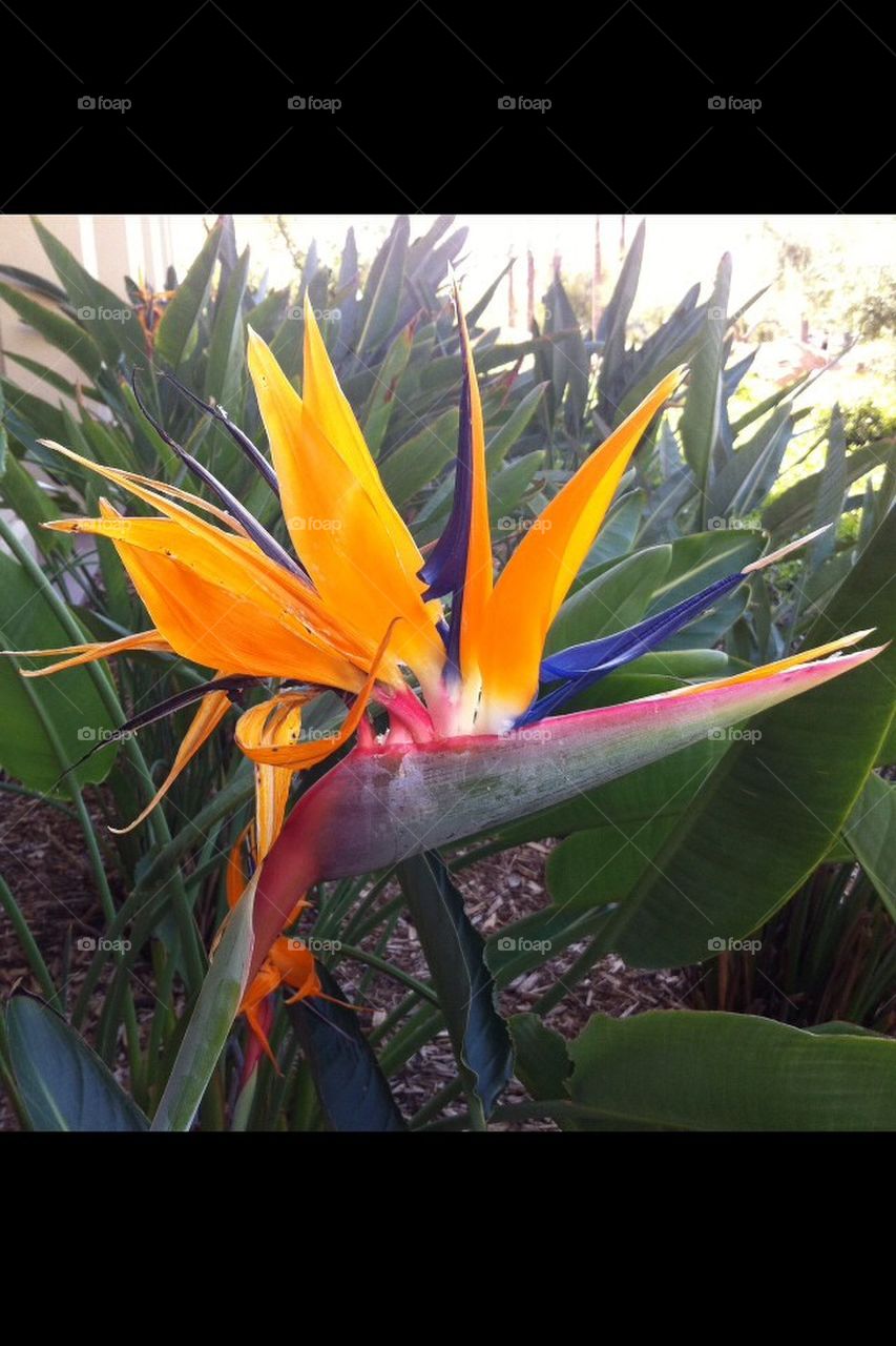 Bird of Paradise