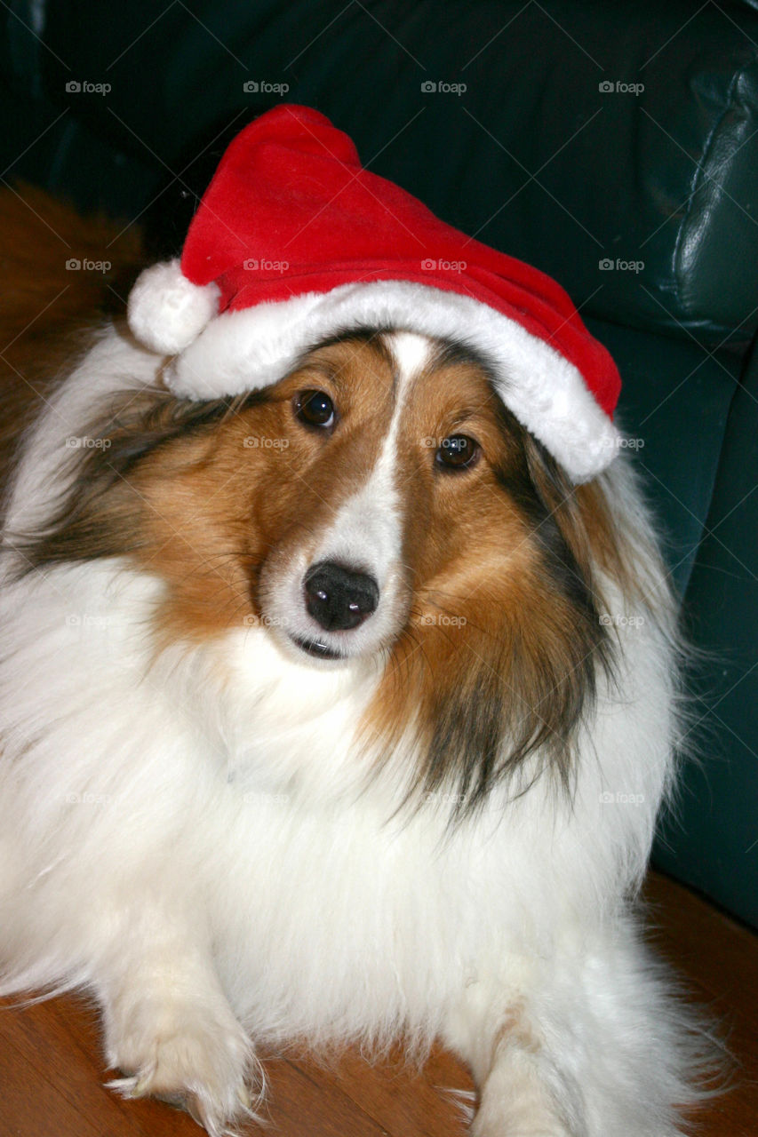 Christmas Dog with Santa hat