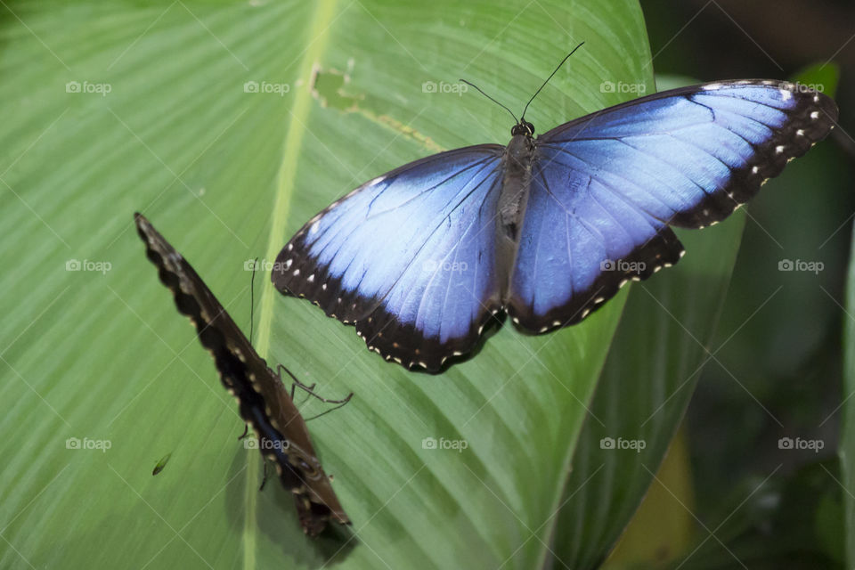 Two blue butterflies on green leaf 