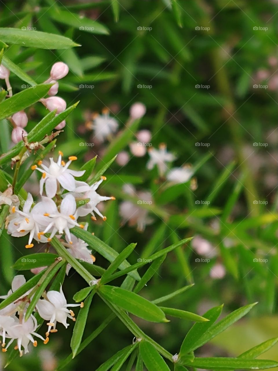 A cluster of small white and yellow flowers with light pink flower buds with the same flowers blurred in the background and green leaves all around them.