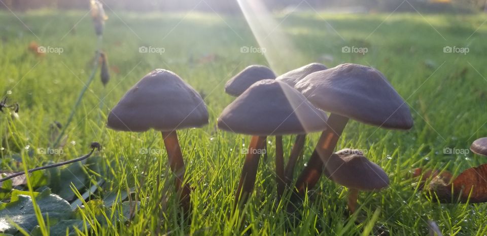 mushroom grass spot