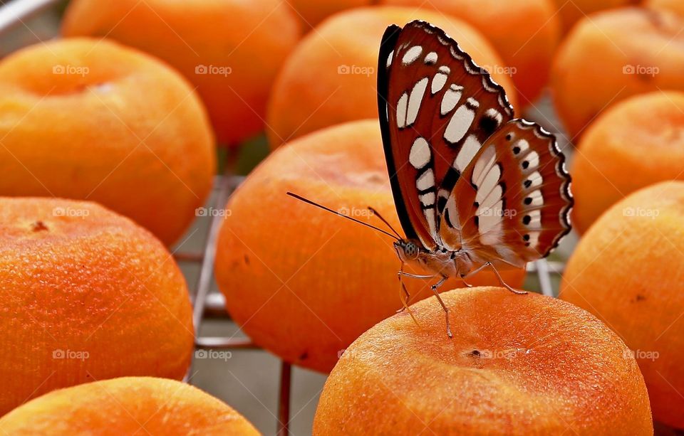 Butterfly and persimmon