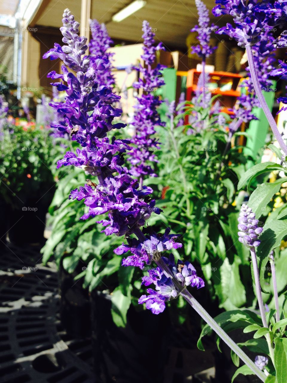 Lavender . Buying flowers 