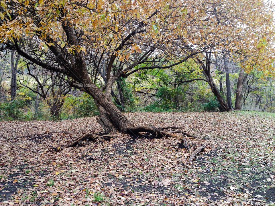 Scenic view of autumn tree in forest