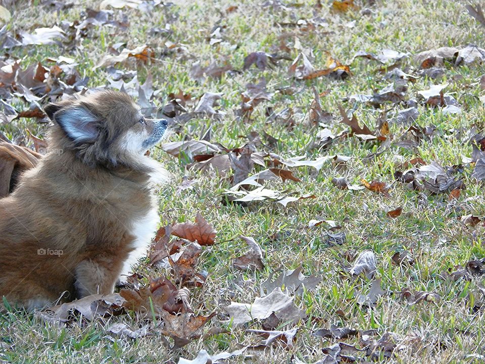 Pondering Pomeranian #2