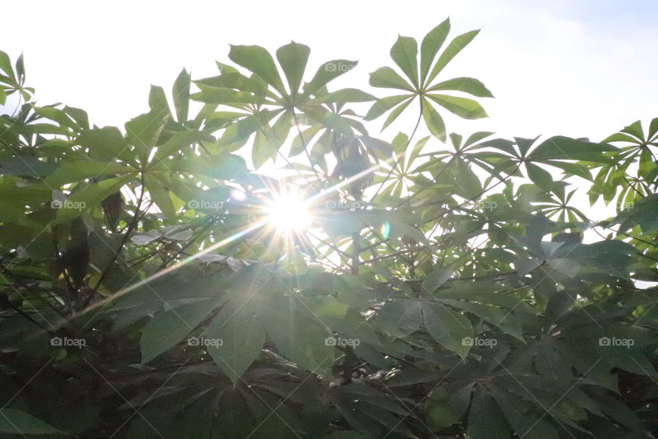 Afternoon sunshine from the cassava garden