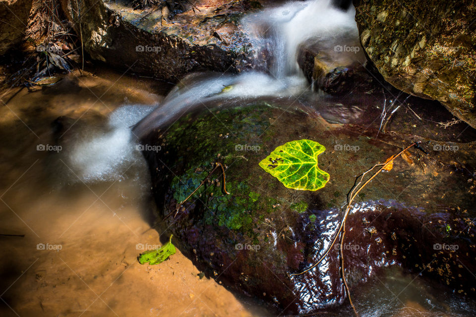 Green leaf on a rock with some water flowing water running past it