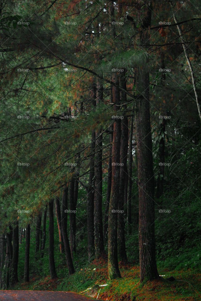 Trees at Curug Nangka (Nangka Waterfall), Bogor, West Java, Indonesia