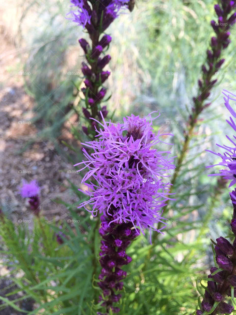 Nature, No Person, Flora, Flower, Summer