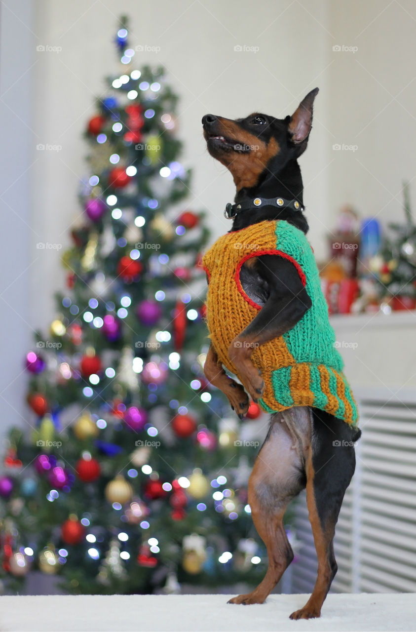 Pinscher dog