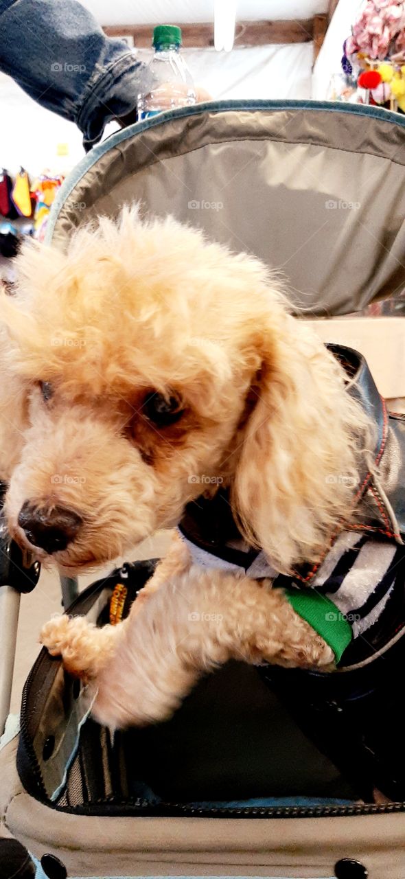 15 years old and blind but still enjoys his stroll through the flea market