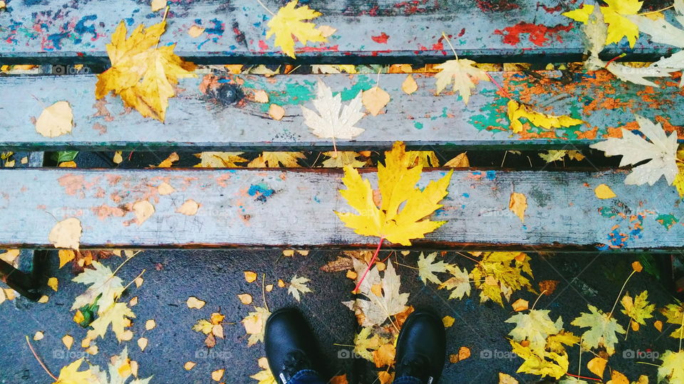autumn wet leaves on park bench